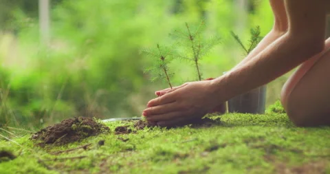 Nurturing Forest Giants Starts Small. Girl tenderly holding a pine sapling Stock Footage 273417075
