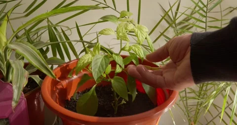 Nurturing Green: A close-up captures the tender touch of a hand Vidéo 331536446