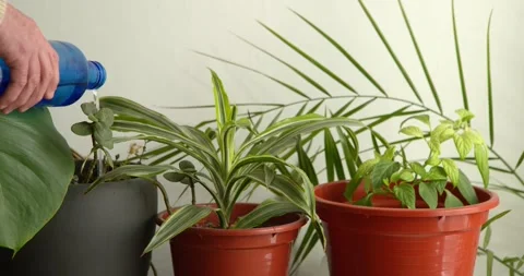 Nurturing Green Life: Stockbeeldmateriaal 331537147