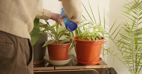 Nurturing Greenery: Stockbeeldmateriaal 331536707