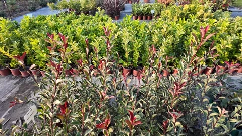 Nurturing Greenery, Nursery Plants Stock Footage 292161665