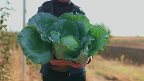 Nurturing Nature Aged Farmer Ensuring the Growth of His Crop Stock Footage 273983440