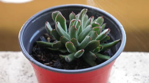 Nurturing Succulents: Providing Moisture to a Small Succulent Plant Stock Footage 274585406