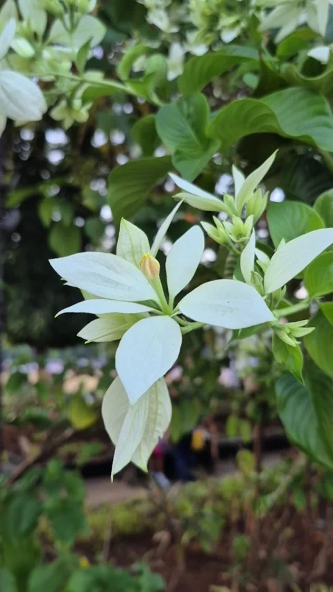 Nusa indah putih 動画素材 341835676