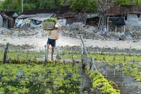 Nusa Penida,Bali-Sept 04 2021: A seaweed farmer in Nusa Penida Bali is harves Stock Photos