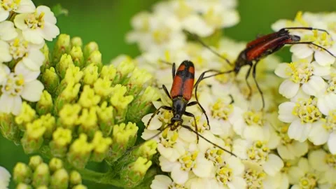Nustera distigma insect on a flower macro slow motion Vídeo Stock 296098592