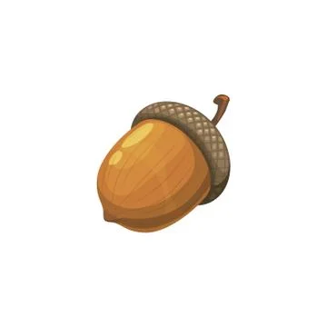 Nut of acorn or oak tree isolated realistic seed Illustrazione stock