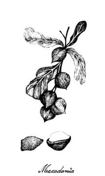 Nut and Bean, Hand Drawn Illustration Sketch of Shelled and Unshelled Macadam Stock Illustration