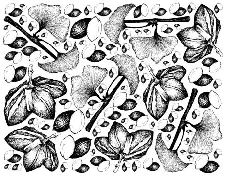 Nut and Bean, Illustration Background of Hand Drawn Sketch Fresh Plukenetia V Stock Illustration