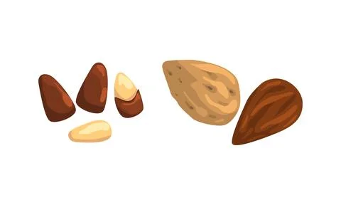 Nut Collection, Almond and Pine Nuts, Nutritious Vegetarian Food Ingredients Stock Illustration