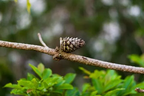 A nut on a dead branch 库存照片