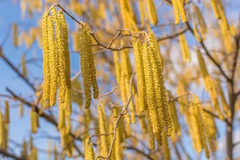 Nut earrings Stock Photos