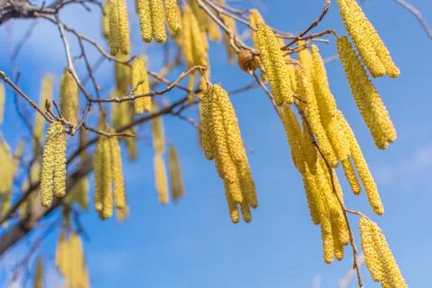Nut earrings Stock Photos