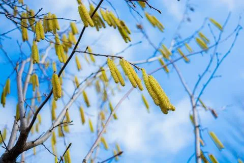 Nut earrings Stock Photos