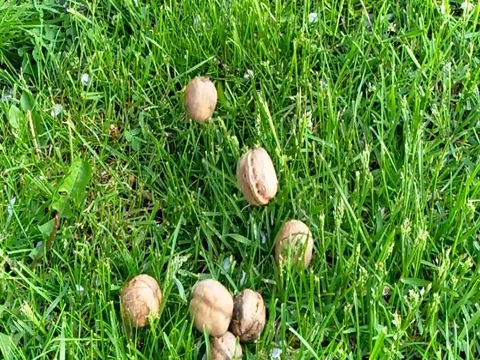 Nut falls into the grass, shell, protein, delicious, nature Stock Footage 75609683