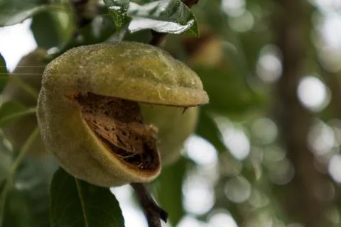 Nut fruit stuck in the tree. Foto stock