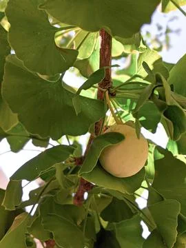 Nut of ginkgo tree Stock Photos