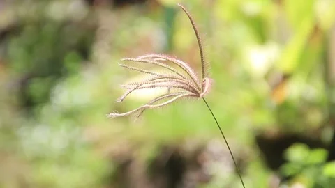 Nut Grass (Cyperus rotundus L.) on blur green background Vídeo Stock 233233012