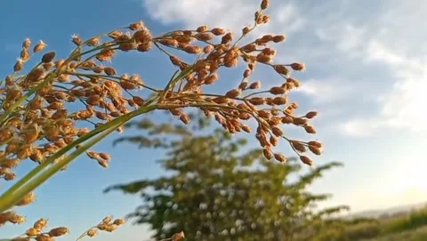 Nut grass plants grow wild on the banks of flowing rivers. Video stock 330662595