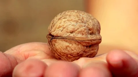 Nut In The Hand Stock Footage 82964042