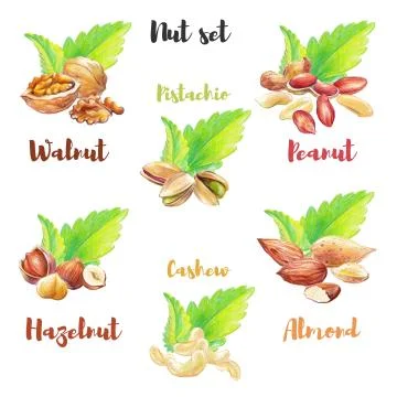 Nut &amp; Leaves Set Stock Illustration