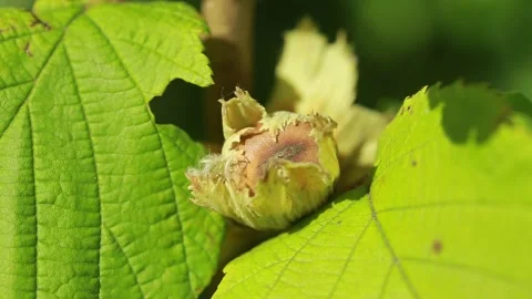 Nut macro Vidéo 139819317