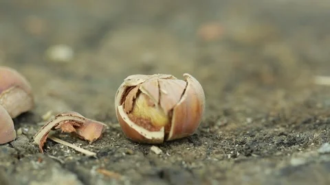 Nut macro Stock Footage 139819336