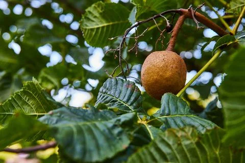 Nut or fruit on plant tree branch with green leaves in nature Minnetrista Museum Stock Photos