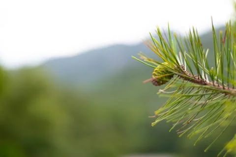 A nut from a pine tree Stock Photos