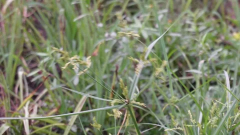 Nut Sedge Seed Head Close Up Stock-Footage 329402345