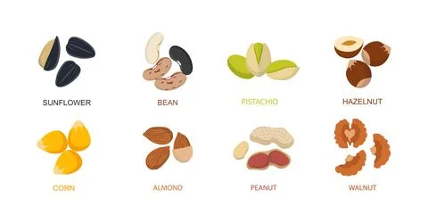 Nut seed. Nuts set in flat design. Set of different cartoon nuts. Vector illu Illustrazione stock