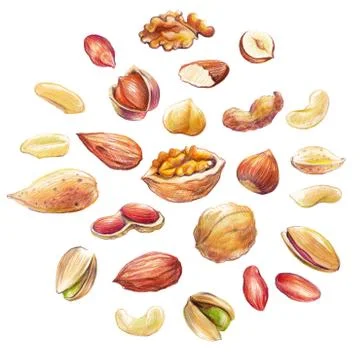 Nut Set Stock Illustration