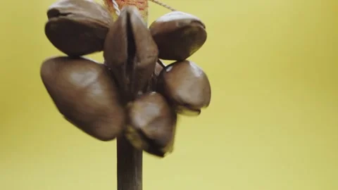 Nut shaker Stock Footage 130587350