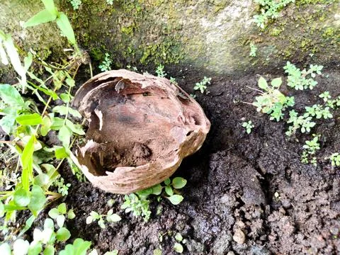 A nut shell is on the ground next to some plants Stock Photos