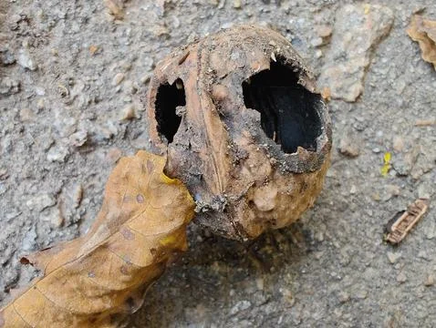 Nut shell with holes Foto stock