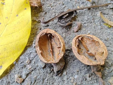 Nut shell Stock Photos