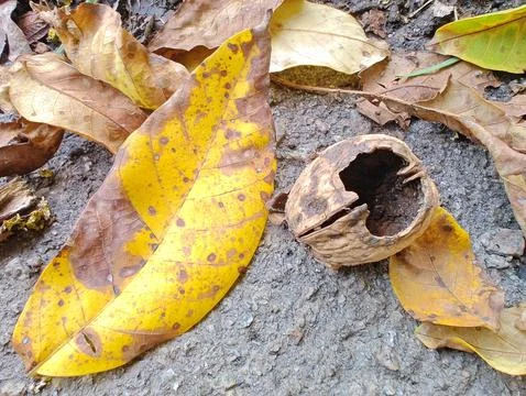 Nut shells with large holes on yellow leaves Stock Photos