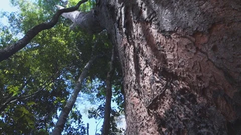 Nut tree at Amazon rain forest low angle pan shot Video stock 345070909
