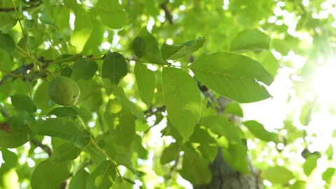Nut tree in the back garden, stock video Stock Footage 94443801