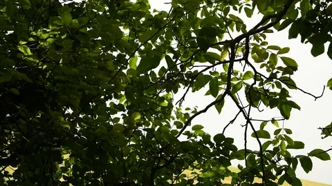 Nut tree foliage moved slowly by the wind  Stock Footage 111341227