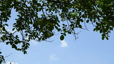 Nut tree foliage moved by the wind from below still shoot Stock Footage 111425743