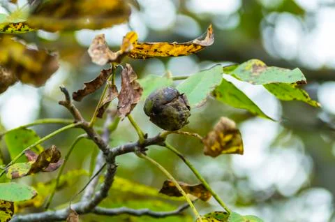 Nut on tree Stock Photos