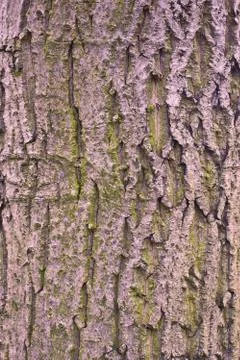 Nut tree tree closeup texture Stock Photos
