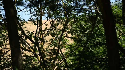 Nut trees foliage moved by the wind still shoot Stock Footage 111377958