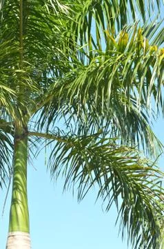 Nut trees Stock Photos