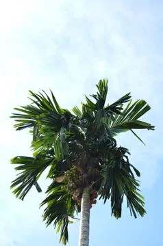 Nut trees 写真素材
