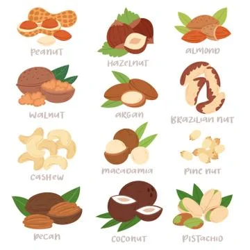 Nut vector nutshell of hazelnut or walnut and almond nuts set nutrition with Stock Illustration