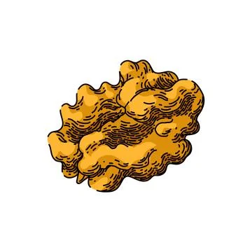 Nut walnut sketch hand drawn vector Illustrazione stock