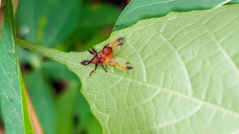 Nut weevil resting on a green leaf, known for infesting acorns. Stock Photos
