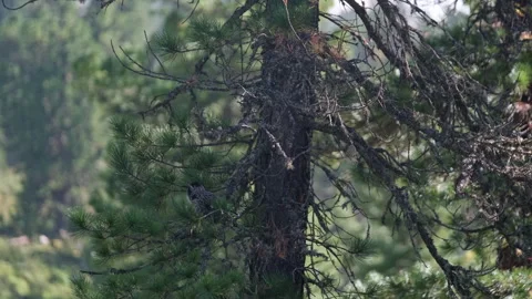 Nutcracker bird perched on a pine branch Stock Footage 300556763